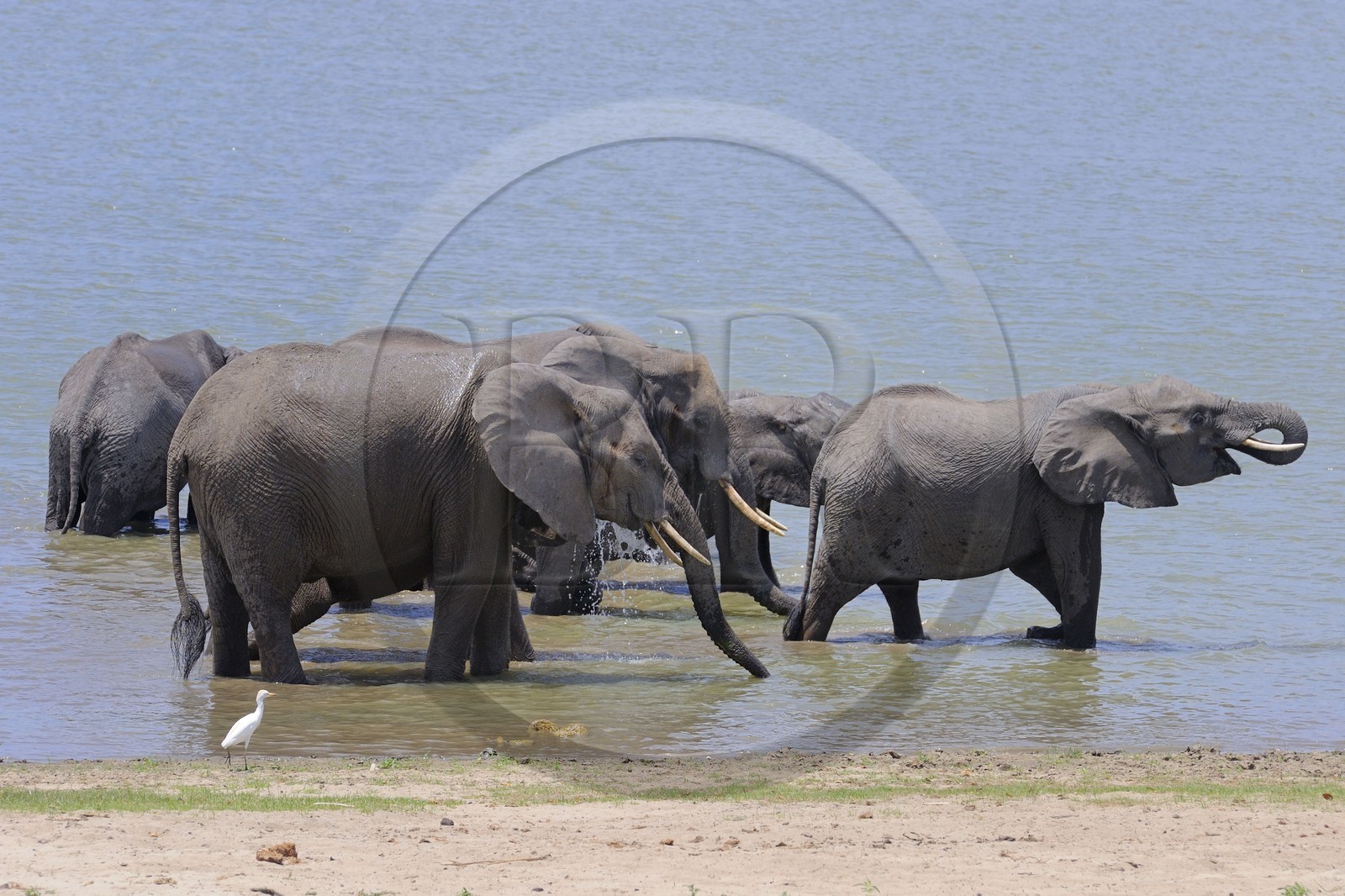 Tanzanie, Reserve de gibier de Selous une des plus grandes zones protégées au monde et inscrite sur la liste du patrimoine mondial de l’Unesco depuis 1982, Éléphant de savane d'Afrique (Loxodonta africana) se baignant dans le lac Nzerakera