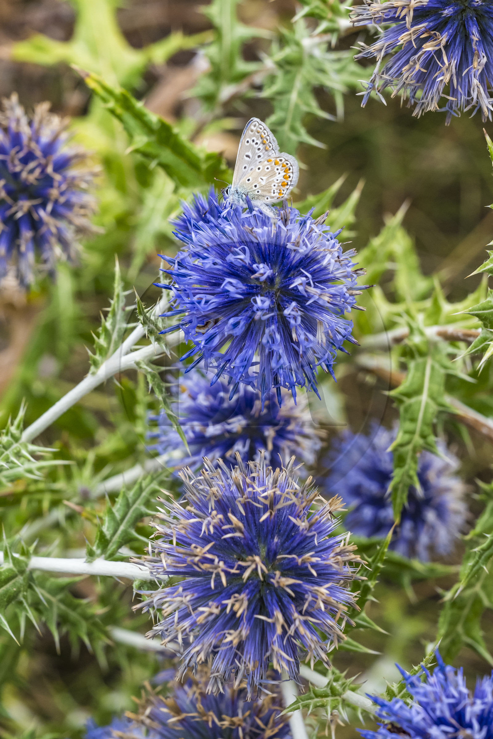 France, Var (83), Provence Verte, Bras, vers Saint-Maximin-la-Sainte-Baume, chardon bleu (Echinops ritro)
