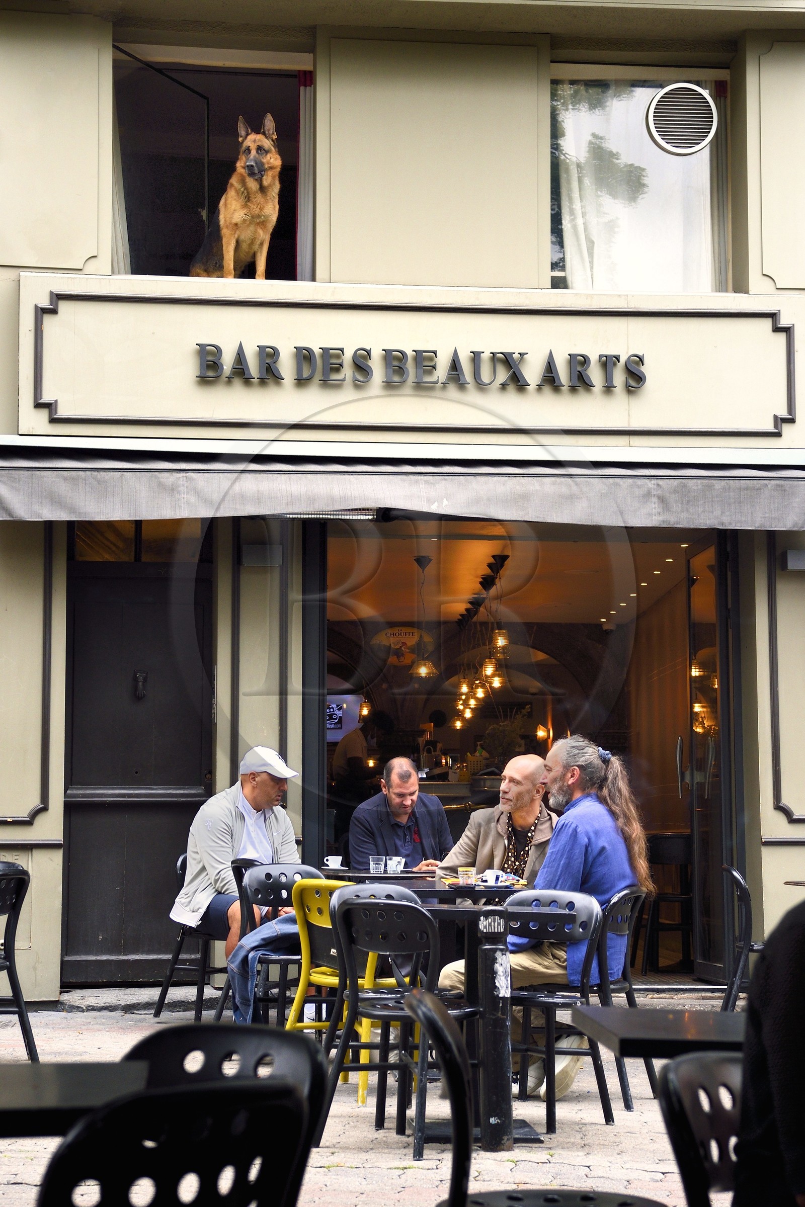 France, Puy-de-Dôme (63), Clermont-Ferrand, chien de Bar curieux et artiste France, Puy-de-Dôme (63), Clermont-Ferrand, chien de Bar curieux et artiste