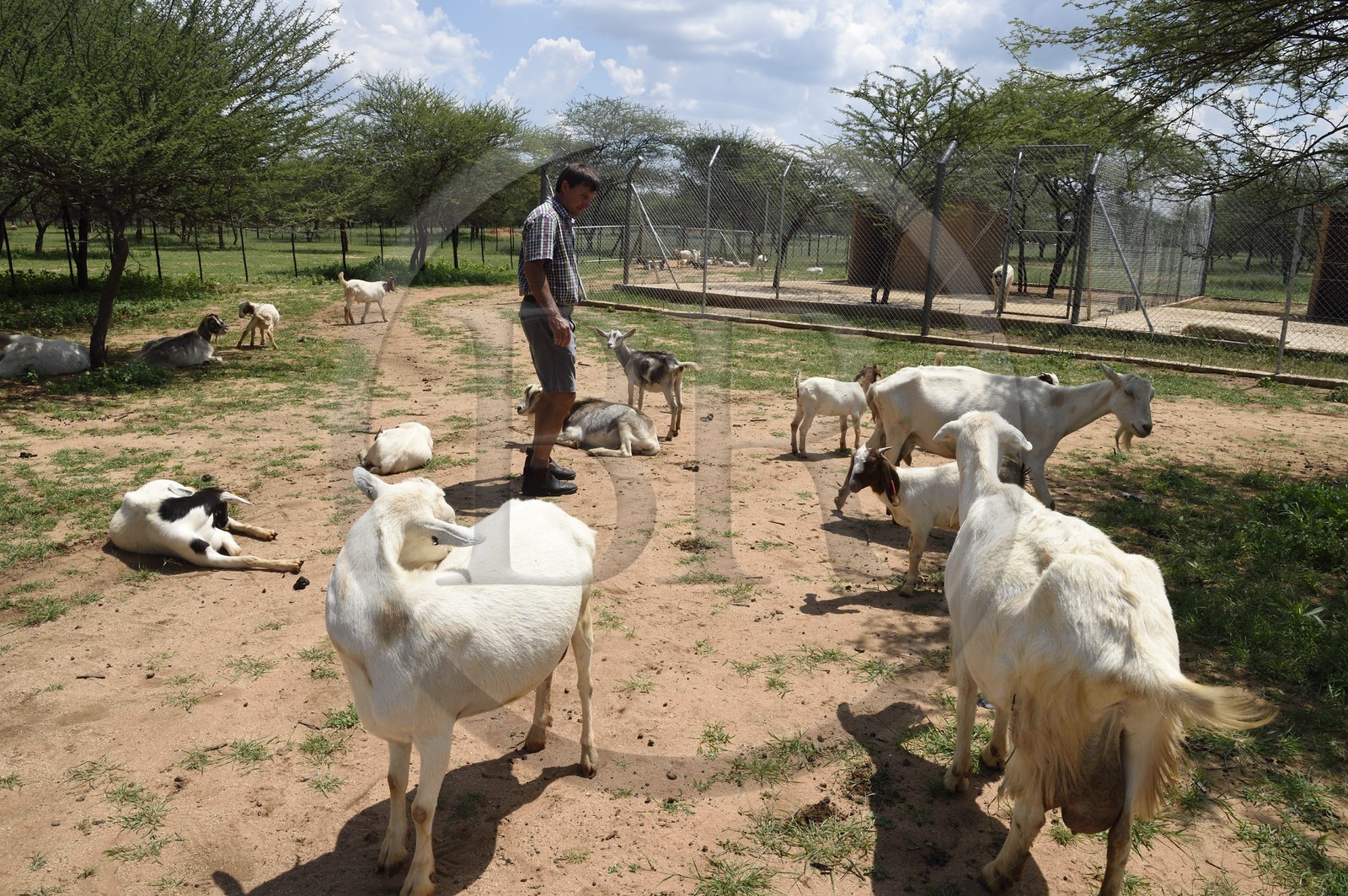 Namibie, Otjiwarongo, Cheetah Conservation Fund, centre de recherche et d'éducation, élevage de chèvres Alpines pour la production de lait