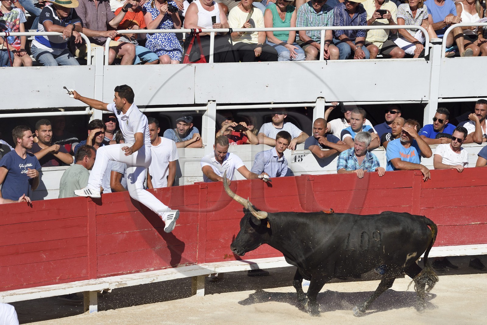 France, Bouches-du-Rhône (13), Arles, la course camarguaise  de la Cocarde d'Or aux Arènes France, Bouches-du-Rhône (13), Arles, la course camarguaise  de la Cocarde d'Or aux Arènes