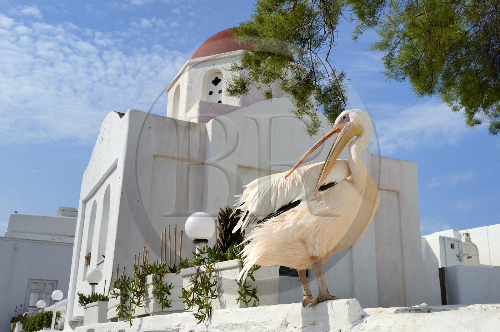 Grèce, Les Cyclades, mer Égée, île de Mykonos, Chora (Mykonos town), le pélican est devenu la mascotte de la ville