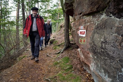 France, Bas Rhin, Northern Vosges Regional Natural Park, Obersteinbach, Steinbach national forest, hikers on the GR53 trail leading to the Wasigenstein castle, Jean-Louis Pfeffer vice president of the Club Vosgien federation