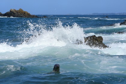 France, Cotes-d'Armor, Perros-Guirec, Tome island, grey seal (Halichoerus grypus)