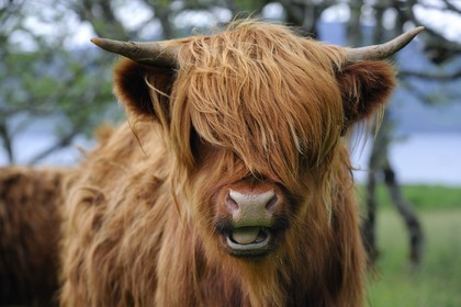 United Kingdom, Scotland, Highland, Inner Hebrides, Isle of Mull, Highland cattle