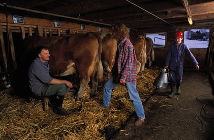 Switzerland, region of Bern (Bernese Oberland), Saanenland, Gstaad, cow milking in Mrs Raaflaub's farm