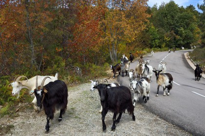 France, Corse du Sud, Prunelli river valley, Bastelica, herd of goats on the roadside