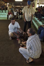 France, Ile de la Reunion, Petit Tampon, combat de coqs dans le Rond de Coq