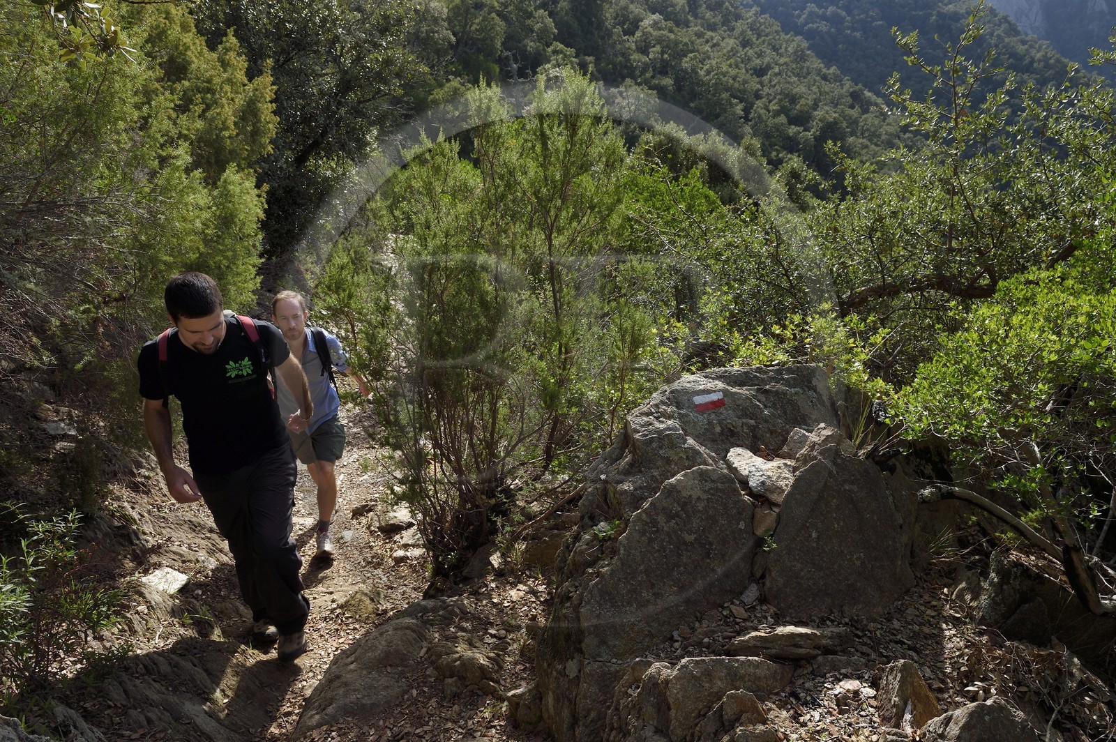 France, Var (83), Massif des Maures, Collobrières, randonnée des Menhirs de Lambert dans le vallon derrière le village sur le GR90