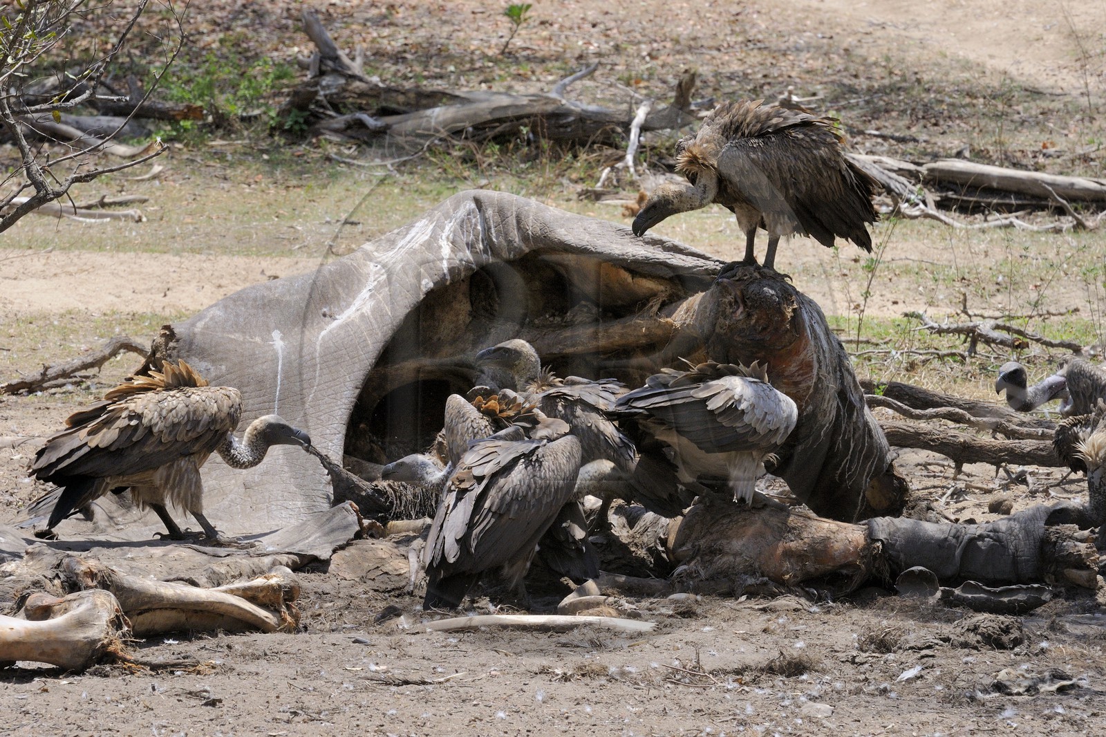 Tanzania, Selous Game Reserve is one of the largest fauna reserves of the world and designated a UNESCO World Heritage Site in 1982, vultures on a carcass of an elephant