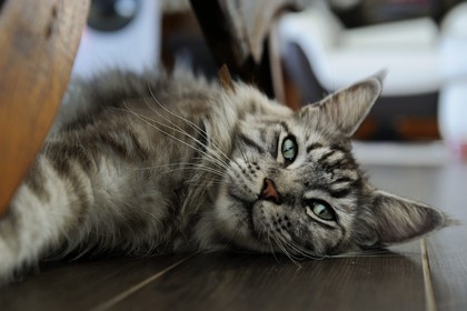 France, Ile de la Reunion, chat Main coon