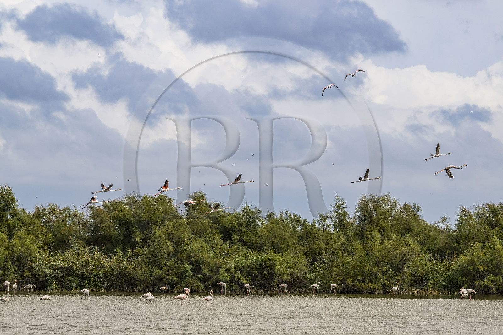 France, Gard (30), Vauvert, la Petite Camargue, réserve naturelle régionale du Scamandre,  envol de flamants roses (Phoenicopterus roseus)