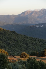 France, Corse-du-Sud (2A), Alta Rocca, vallée de Fiumicicoli et le village de Pantano en arrière plan
