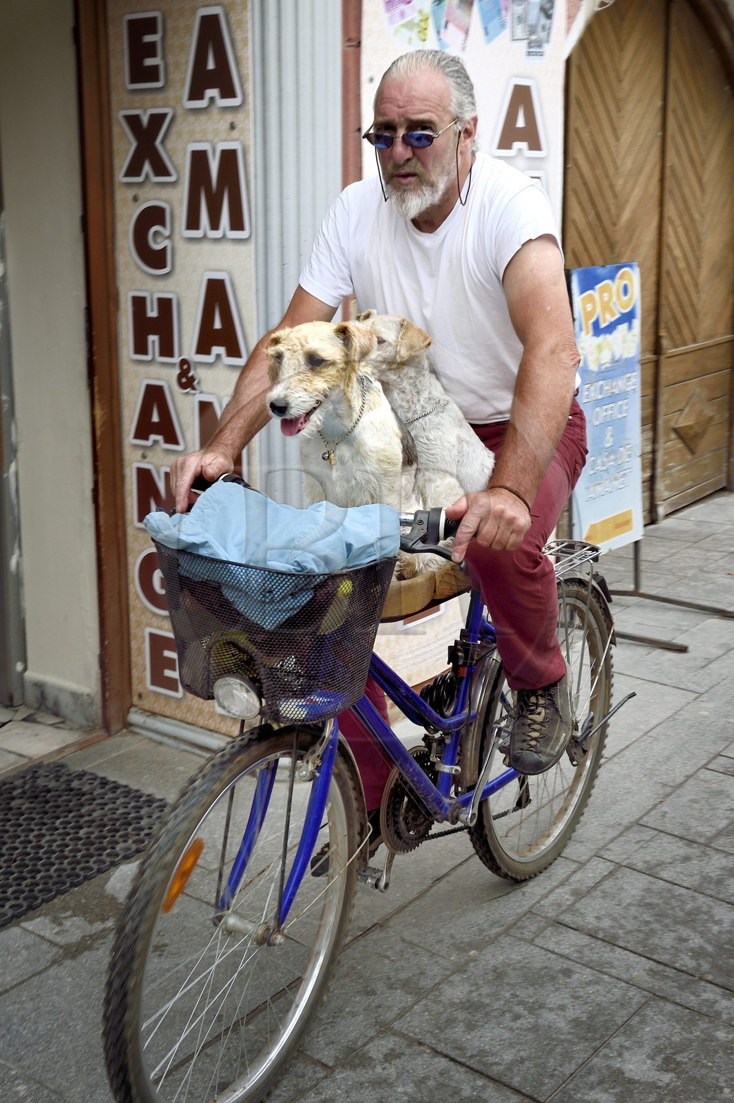 Roumanie, Transylvanie, Sibiu, la vieille ville, chiens à vélo dans strada Nicolae Balcescu