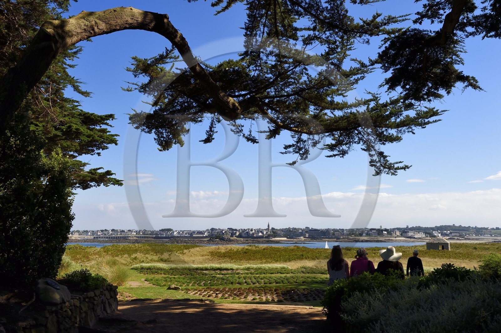 France, Finistère (29), Ile-de-Batz, jardin Georges Delaselle ou jardin colonial, jardin exotique présentant une collection botanique provenant des cinq continents, ville de Roscoff en arrière plan