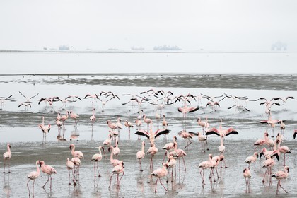 Namibie, région de Erongo, Walvis Bay, flamant nain (Phoeniconaias minor) et bateaux en arrière plan