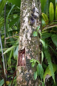 Caribbean, Dominica Island, Castle Bruce, Morne Trois Pitons National Park listed as World heritage by UNESCO, trail leading through the rainforest to the Desolation Valley and then to Boiling Lake, bark of Richeria grandis known as Bois bandé in creol, commonly used as an aphrodisiac