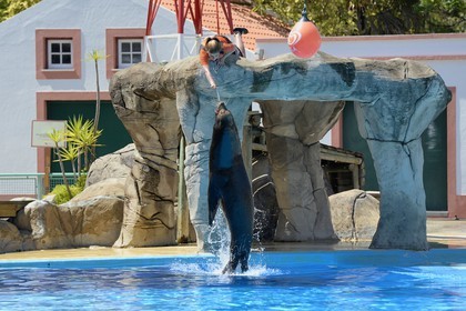 Portugal, Lisbonne, Jardin zoologique, le delphinarium, spectacle avec une otarie