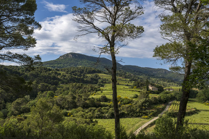 France, Vaucluse, Dentelles de Montmirail mountains, the vineyard and the scrubland at the foot of the hilltop village of La Roque Alric, the summit of the Saint Amand ridge in the background