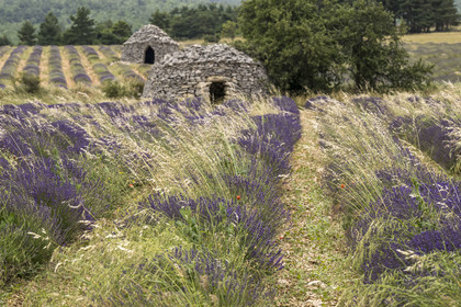 France, Drome, Drome Provencale, Sault district, Ferrassieres, lavender field and dry stone huts called bories in the background