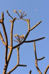 France, Ile de la Reunion, Petite-Ile, Plumeria, également nommé frangipanier