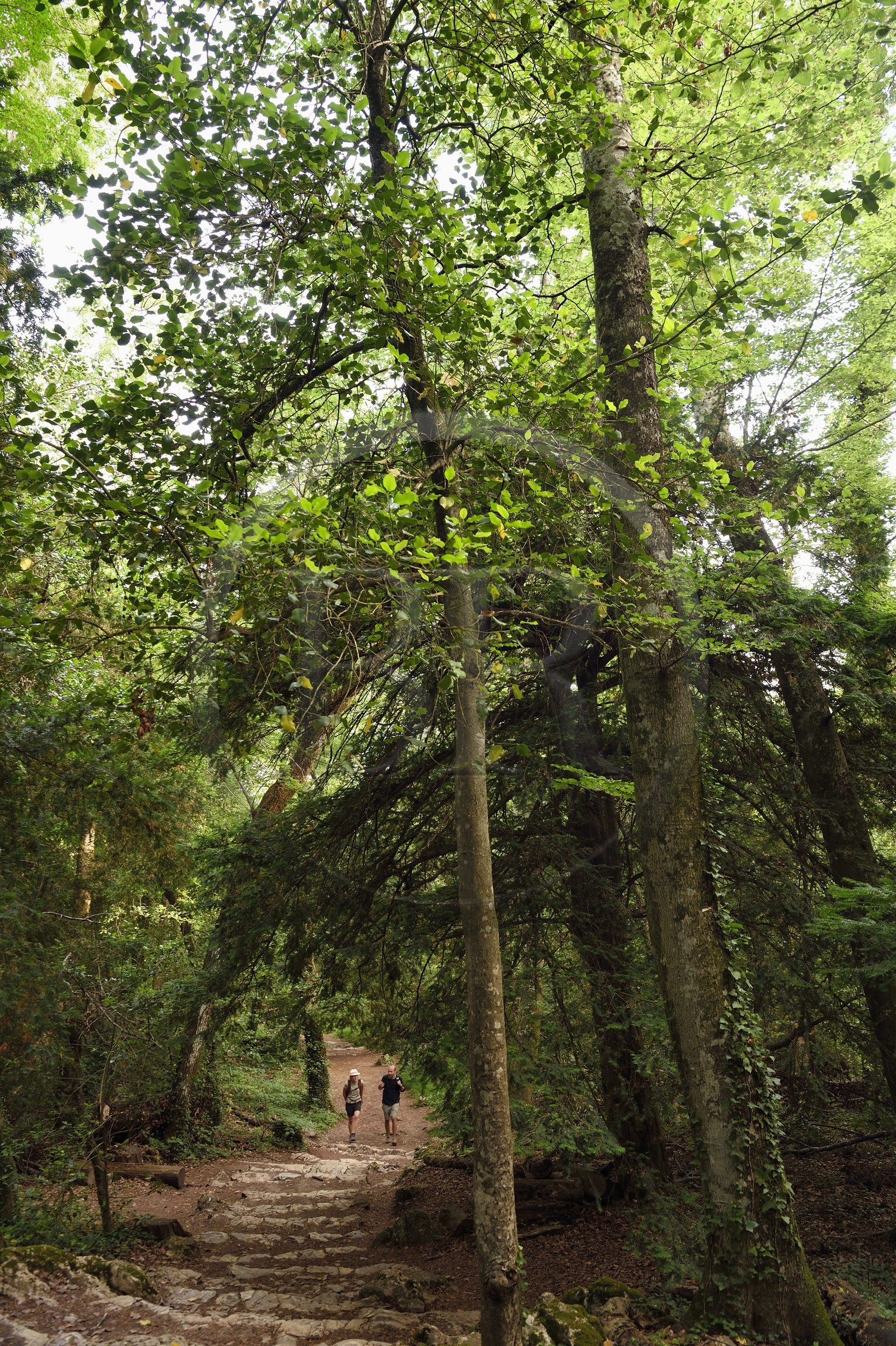 France, Var (83), Plan-d'Aups-Sainte-Baume, parc naturel régional de la Sainte-Baume, forêt relique nemeton du Massif de la Sainte-Baume protégée depuis plusieurs siècles et classée réserve biologique domaniale, le chemin de Giniez traverse la forêt d'origine
