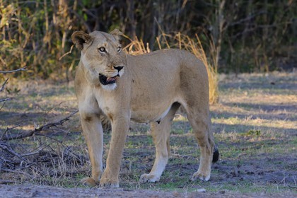 Tanzanie, Reserve de gibier de Selous une des plus grandes zones protégées au monde et inscrite sur la liste du patrimoine mondial de l’Unesco depuis 1982, une lionne