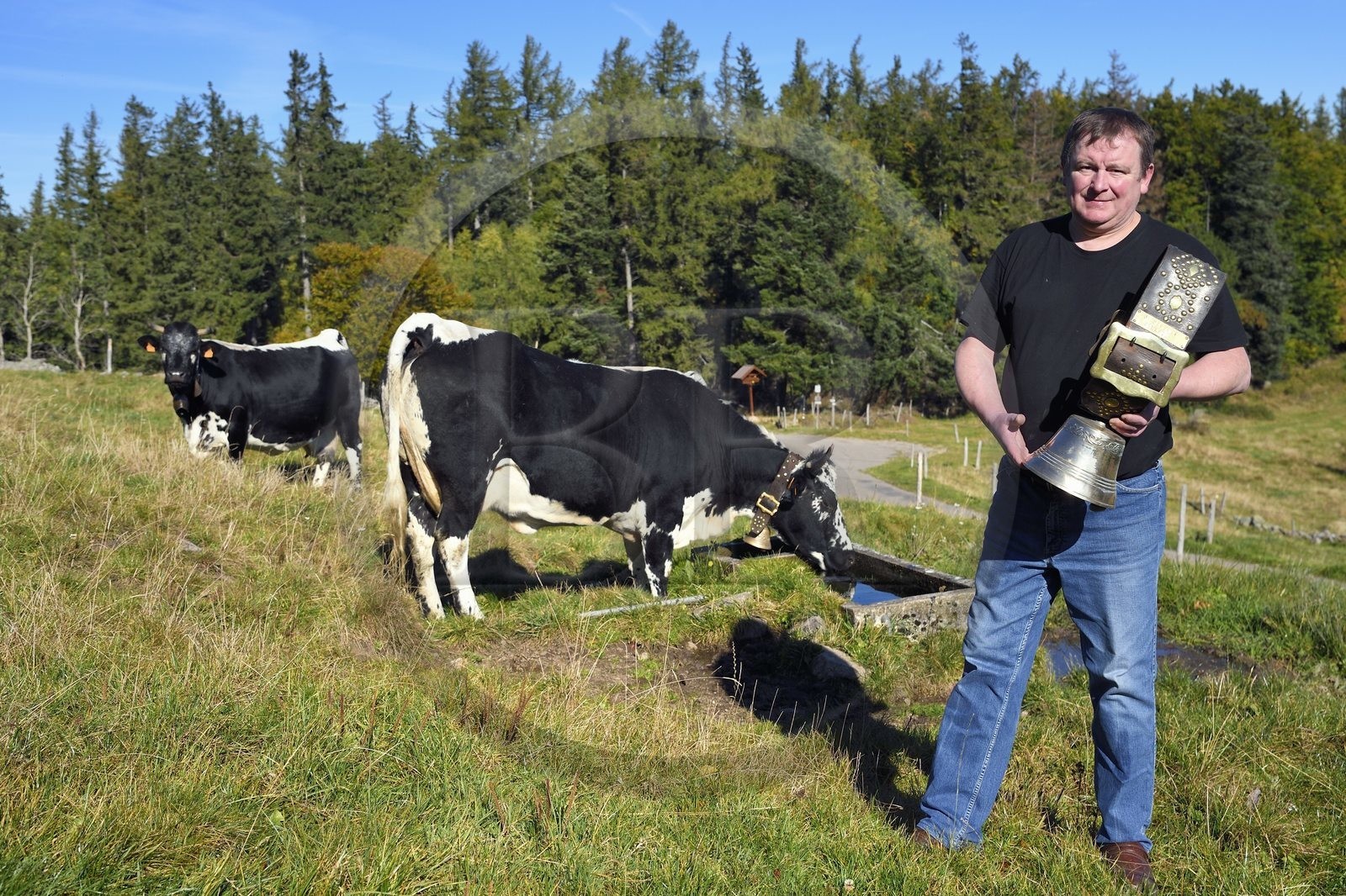 France, Haut-Rhin (68), Wasserbourg, Ferme-auberge Buchwald, le marcaire Michel Wehrey avec ses vaches de race vosgiennes