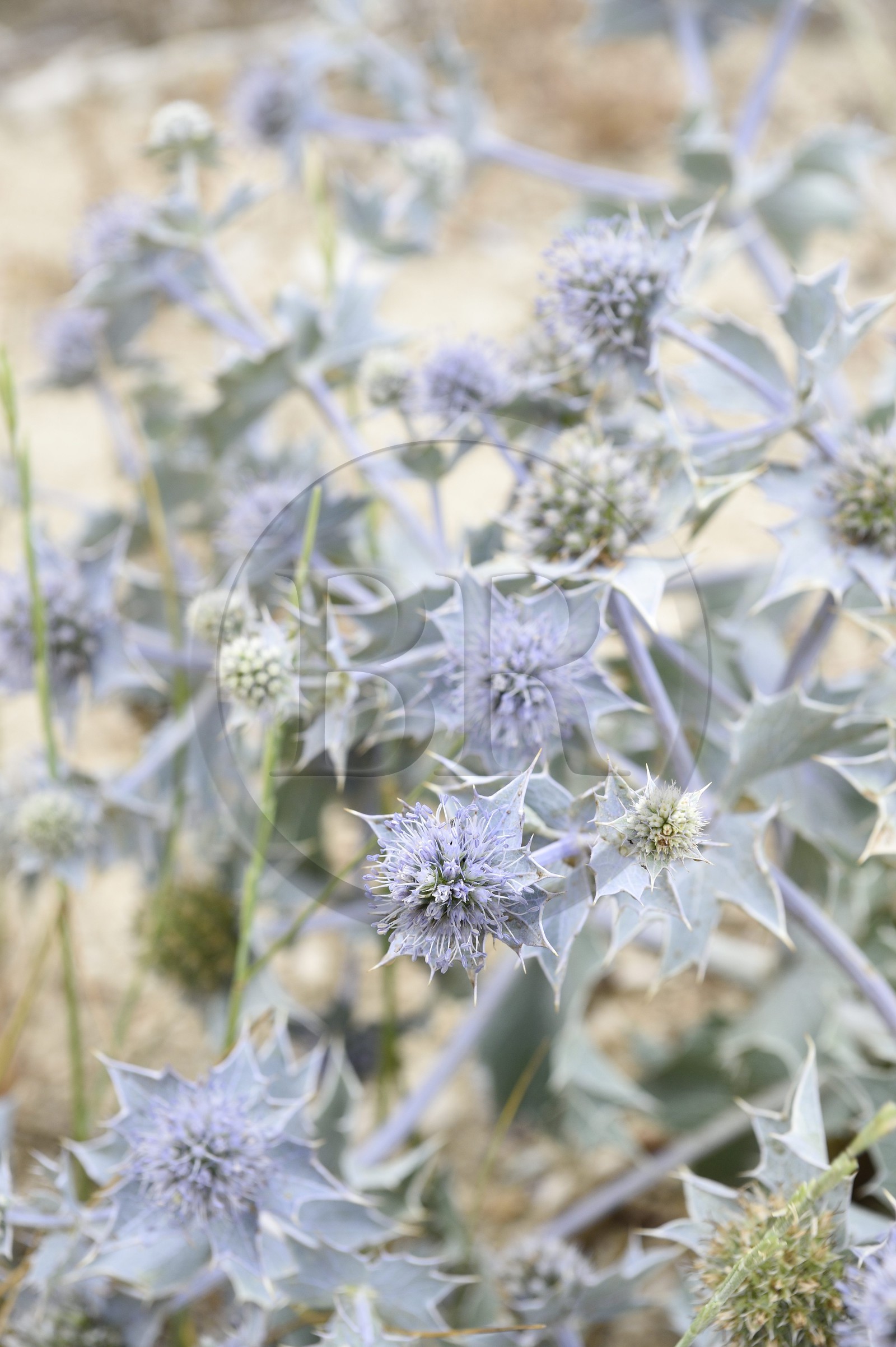 France, Bouches-du-Rhône (13), Parc naturel régional de Camargue, Panicaut maritime (Eryngium maritimum) emblème du Conservatoire de l'espace littoral et des rivages lacustres France, Bouches-du-Rhône (13), Parc naturel régional de Camargue, Panicaut maritime (Eryngium maritimum) emblème du Conservatoire de l'espace littoral et des rivages lacustres
