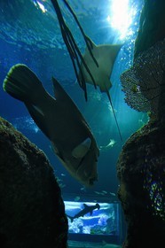 France, Pyrenees Atlantiques, Basque Country, Biarritz, Aquarium - the Sea Museum, humphead wrasse or Napoleon fish (Cheilinus undulatus)