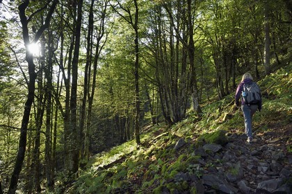 France, Vosges, Ballons des Vosges Regional Natural Park, Saint Maurice sur Moselle, hiker walking towards the Col des Perches pass next to Gazon Rouge