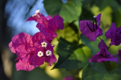 France, Ile de la Reunion, Petite-Ile, bougainvillier (Bougainvillea)