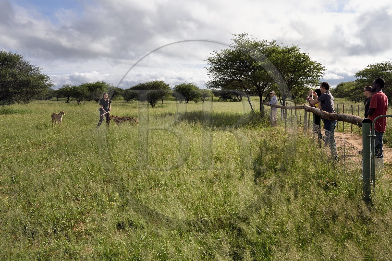 Namibie, Otjiwarongo, Cheetah Conservation Fund, centre de recherche et d'éducation, observation des guépards (Acinonyx jubatus) depuis un enclos, récompense donnée en échange du leurre que le guépard a chassé