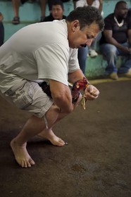 France, Ile de la Reunion, Petit Tampon, combat de coqs dans le Rond de Coq