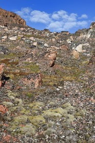 Groenland, cote Nord-Ouest, Smith sound au nord de la baie de Baffin, Inglefield Land, site de Etah dans le Foulke fjord, la toundra est un paysage végétal caractéristique des régions de climat polaire