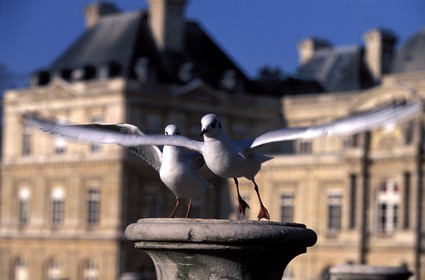 France, Paris (75), mouettes au jardin du Luxembourg, le Sénat (Palais du Luxembourg) au fond