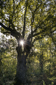 France, Var, Provence Verte (Green Provence), Bras, Academie du Bain de Foret Provencale (Academy of Forest Bathing in Provence), forest of the domaine Le Peyrourier - une campagne en Provence