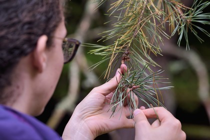 France, Bas Rhin, Northern Vosges Regional Natural Park, Obersteinbach, Scots pine (Pinus sylvestris)