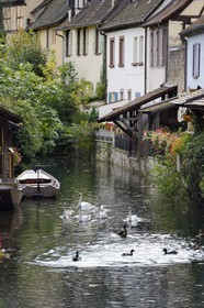 France, Haut-Rhin (68), Colmar, la petite Venise, quartier de la Krutenau arrosé par la rivière Lauch, cygnes et canards