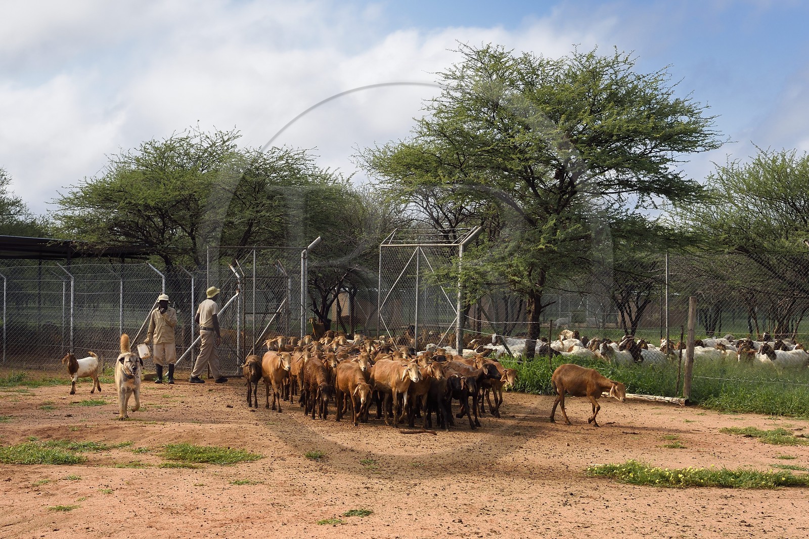 Namibie, Otjiwarongo, Cheetah Conservation Fund, centre de recherche et d'éducation, le Livestock Guarding Dog Program (programme chien de garde du bétail) du CCF a été très efficace pour réduire les taux de prédation et ainsi aussi l'inclinaison des agriculteurs à piéger ou tirer sur des guépards, chien Berger d'Anatolie aussi connu sous le nom de Kangal surveillant un troupeau de chèvres Boer et de moutons Damara