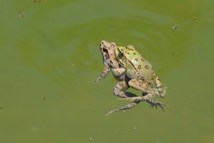 Morocco, Oriental Region, frogs mating