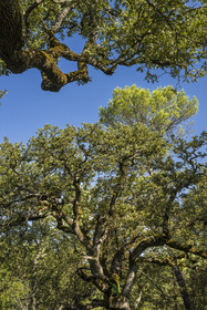 France, Var, Provence Verte (Green Provence), Bras, Academie du Bain de Foret Provencale (Academy of Forest Bathing in Provence), forest of the domaine Le Peyrourier - une campagne en Provence