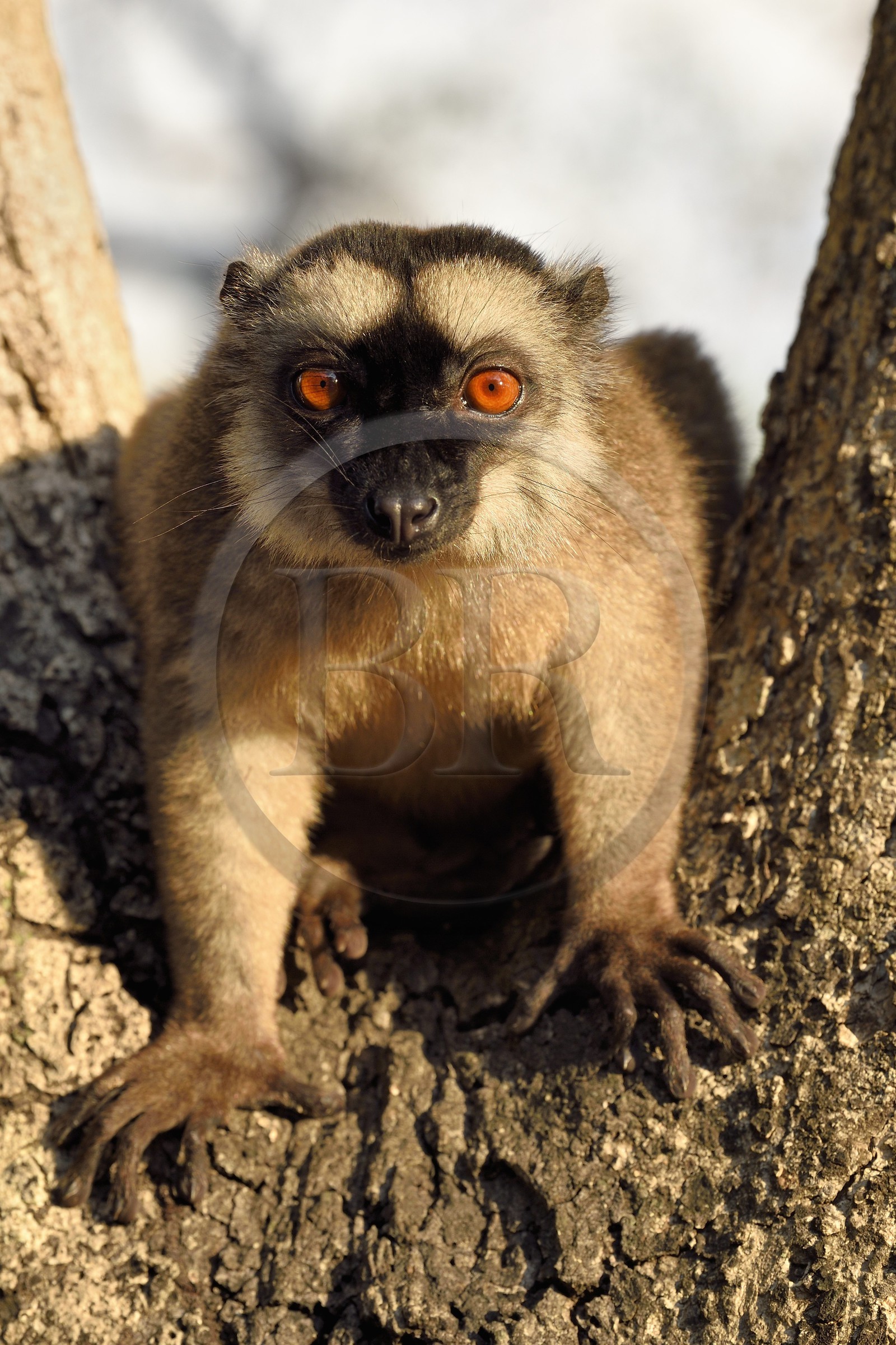 France, Ile de Mayotte, Grande-Terre, Kani-Keli, le Jardin Maoré à la plage de N’Gouja, Lémur fauve (Eulemur fulvus mayottensis) appelé aussi maki