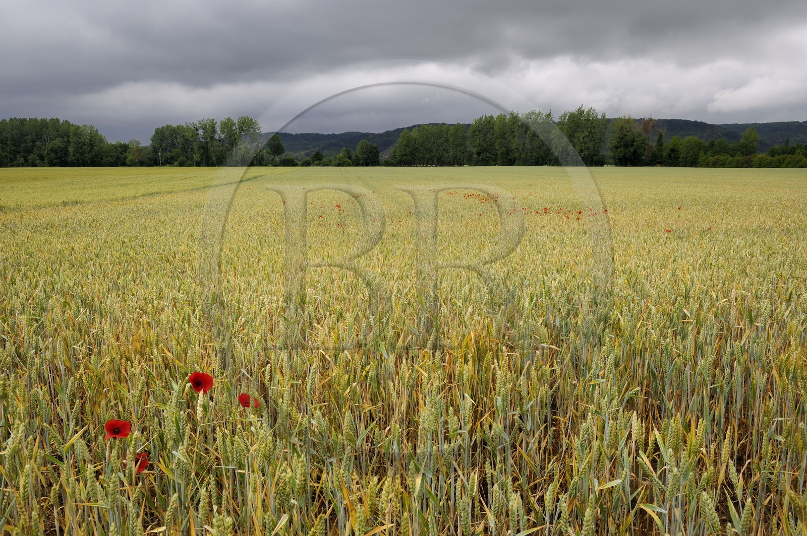 France, Eure (27), region de Giverny, champ de blé et coquelicots