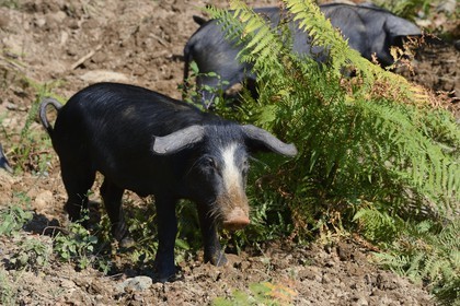 France, Haute-Corse (2B), Castagniccia, cochon semi-sauvages en liberté