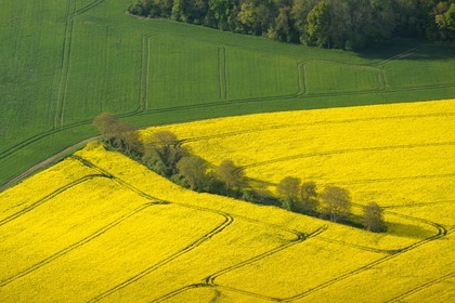 France, Val-d'Oise (95), champ de colza en fleurs (vue aérienne)