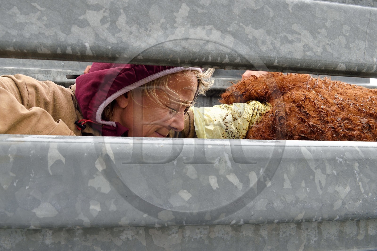 France, Cantal (15), plateau de Chastel-sur-Murat sur le chemin de Saint-Jacques de Compostelle par la Via Arverna, la vétérinaire Sylvie Calmels procède à un diagnostic de gestation sur des vaches Salers dans un corral de contention de l'enclos à bétail