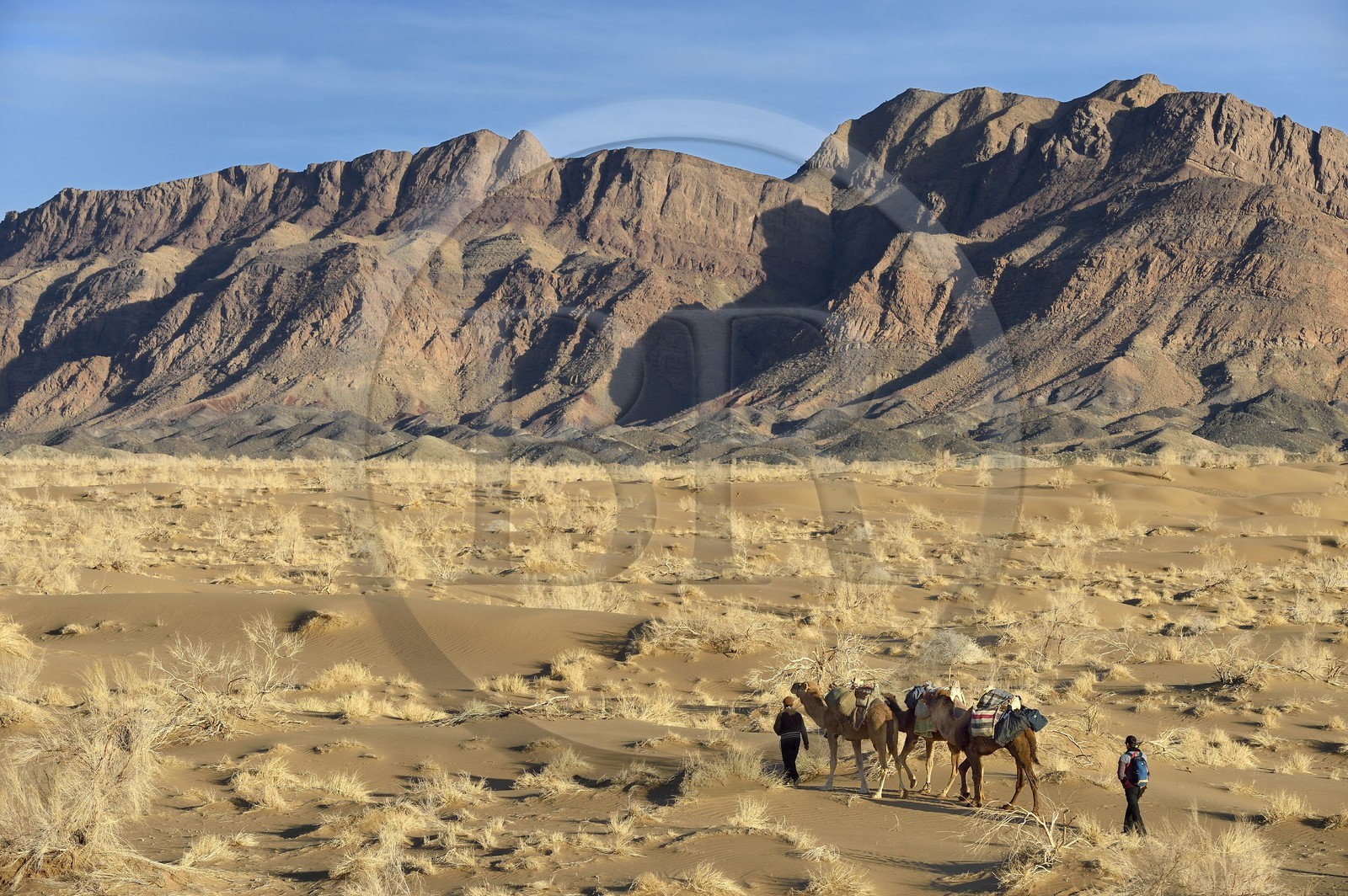 Iran, Province d'Ispahan, désert du Dasht-e Kavir, Mesr dans la région de Khur et Biabanak, caravane de dromadaires lors d'une randonnée chamelière au pied de la chaine de montagne de Dareh bidan