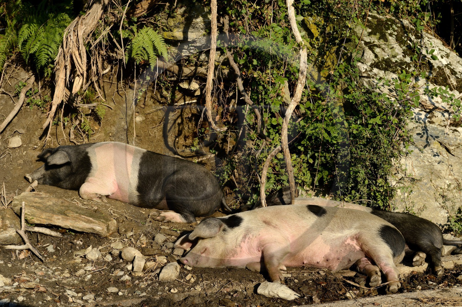 France, Haute-Corse (2B), Castagniccia, cochon semi-sauvages en liberté