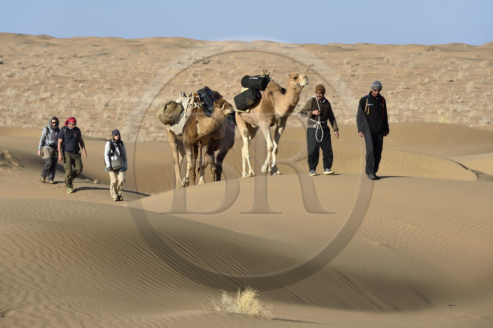 Iran, Province d'Ispahan, désert du Dasht-e Kavir, Mesr dans la région de Khur et Biabanak, caravane de dromadaires dans les dunes du lieu dit de Kuh e-Sefid lors d'une randonnée chamelière Iran, Province d'Ispahan, désert du Dasht-e Kavir, Mesr dans la région de Khur et Biabanak, caravane de dromadaires dans les dunes du lieu dit de Kuh e-Sefid lors d'une randonnée chamelière